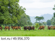Herd of horses in the pasture. Стоковое фото, агентство Ingram Publishing / Фотобанк Лори