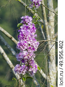 Beautiful colorful flowers in the garden. Стоковое фото, агентство Ingram Publishing / Фотобанк Лори
