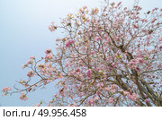 Tabebuia rosea in thailand. Стоковое фото, агентство Ingram Publishing / Фотобанк Лори