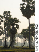 palm trees on the background of a beautiful sunrise. Стоковое фото, агентство Ingram Publishing / Фотобанк Лори