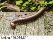 Giant millipede in the tropical jungle forest, Thailand. Стоковое фото, агентство Ingram Publishing / Фотобанк Лори