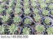 Close-up of cactus tree in stock. Стоковое фото, агентство Ingram Publishing / Фотобанк Лори