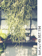 Selective focus close-up top-view shot on cactus cluster. well known species of cactus, endemic to east-central Mexico widely cultivated as an ornamental plant. Стоковое фото, агентство Ingram Publishing / Фотобанк Лори
