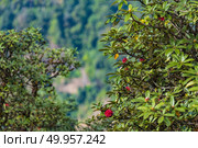 Into the forest. Nature composition.. colorful color of flower tree in wild forest. colorful color of flower tree in wild forest. Стоковое фото, агентство Ingram Publishing / Фотобанк Лори