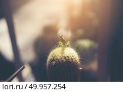 Cactus in ceramic pot on a wood table background. Стоковое фото, агентство Ingram Publishing / Фотобанк Лори