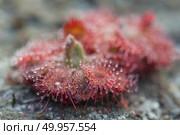 Sundew (Drosera) lives on swamps insects sticky leaves. Leaf of Sundew. Стоковое фото, агентство Ingram Publishing / Фотобанк Лори