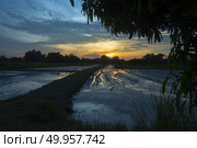 Thailand paddy field with sunset. Стоковое фото, агентство Ingram Publishing / Фотобанк Лори