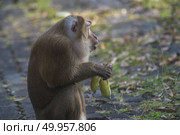 monkey eating banana. Стоковое фото, агентство Ingram Publishing / Фотобанк Лори