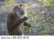 monkey eating banana. Стоковое фото, агентство Ingram Publishing / Фотобанк Лори