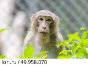 monkey portrait, long tailed macaques. Стоковое фото, агентство Ingram Publishing / Фотобанк Лори