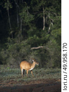 the barking deer in Khao Yai National Park. Стоковое фото, агентство Ingram Publishing / Фотобанк Лори