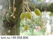 Young durian on its tree in the orchard. Стоковое фото, агентство Ingram Publishing / Фотобанк Лори