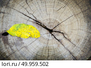 A photographed background texture of dark wood tongue and groove planking with vignette applied. Стоковое фото, агентство Ingram Publishing / Фотобанк Лори