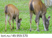 wild dear at natural site Khao Yai National Park, Thailand. Стоковое фото, агентство Ingram Publishing / Фотобанк Лори