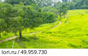 Green filed on the Khao Yai Mountain, Thailand. Стоковое фото, агентство Ingram Publishing / Фотобанк Лори