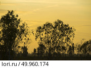hawk birds with sunset, Thailand. Стоковое фото, агентство Ingram Publishing / Фотобанк Лори