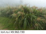 Taiwan Nature Trail in Foggy and Raining Autumn at Yangmingshan National Park in Taipei, Taiwan. Стоковое фото, агентство Ingram Publishing / Фотобанк Лори