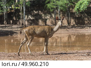 wild deer. Стоковое фото, агентство Ingram Publishing / Фотобанк Лори