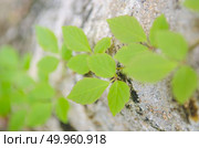ivy. Стоковое фото, агентство Ingram Publishing / Фотобанк Лори