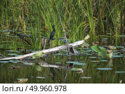 A lake at Sam Roi Yod National Park, Prachuap Khiri Khan, Thailand. Стоковое фото, агентство Ingram Publishing / Фотобанк Лори