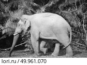 Wild elephant in Khao Yai National Park, Thailand. Стоковое фото, агентство Ingram Publishing / Фотобанк Лори