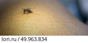 Close-up of mosquito sucking blood from human arm. Стоковое фото, агентство Ingram Publishing / Фотобанк Лори