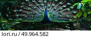 A colorful peacock proudly displays its magnificent feathers in a vibrant and eye-catching display of natures beauty. Стоковое AI-изображение, AI-художник Данила Большаков / Фотобанк Лори