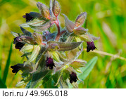Нонея темная (Nonea pulla) Стоковое фото, фотограф Василий Быстрицкий / Фотобанк Лори