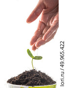 Seedlings are grown with women’s hands were watering. Стоковое фото, агентство Ingram Publishing / Фотобанк Лори