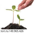 Seedlings are grown with women’s hands were watering. Стоковое фото, агентство Ingram Publishing / Фотобанк Лори