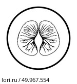 Icon of Mandarin. Thin circle design. Vector illustration. Стоковое фото, агентство Ingram Publishing / Фотобанк Лори