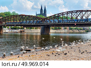 Swans near Railway bridge with the view on St Peter and Paul cathedral in Prague. Стоковое фото, агентство Ingram Publishing / Фотобанк Лори