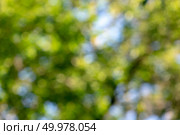 Bright blue green and yellow bokeh circles on a green natural background. Blurred foliage.. Natural blurred background of the leaves of trees and the blue sky with the effect of the piercing. Beautiful creative layout. Стоковое фото, агентство Ingram Publishing / Фотобанк Лори