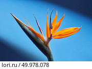 Orange Strelitzia reginae flower Bird of Paradise close-up on a blue background. Tropical flower, background as a layout for a postcard. Orange Strelitzia reginae flower close-up on a blue background. Стоковое фото, агентство Ingram Publishing / Фотобанк Лори