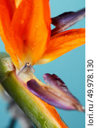 Bright Violet orange petals of an exotic strelitzia flower with drops of water on a blue background. Macro photo as a card or background. Violet orange petals of strelitzia with drops of water on a blue background. Стоковое фото, агентство Ingram Publishing / Фотобанк Лори