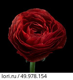Dark red Ranunculus flower, Ranunculaceae family on the black background. Close up,. Blooming Red ranunkulus isolated on black background. Стоковое фото, агентство Ingram Publishing / Фотобанк Лори