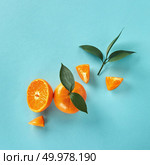 Top view of tropical exotic citrus fruits mandarine whole and slices with green leaves on a blue paper background. Flat lay exotic citrus fruits with green leaves on a blue paper background. Стоковое фото, агентство Ingram Publishing / Фотобанк Лори