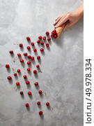 Ripe sweet cherries pattern poured from the waffle cone by a girl’s hand on a gray background with copy space. Summer concept of homemade cakes.. A female hand pours out ripe tasty cherries from a waffle horn on a gray stone background. Стоковое фото, агентство Ingram Publishing / Фотобанк Лори