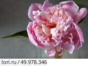 The flower of pink peony in blossom with water droplets and green leaf on a gray stone background, place for text.. Big charming fresh flower pion on a dark gray stone table. Стоковое фото, агентство Ingram Publishing / Фотобанк Лори