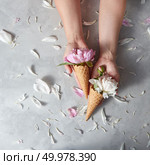 Woman hold a wafer cups with beautiful pink, white flowers pion in her hands. petals on a gray stone background, place for text. Concept of congratulations for March 8.. Summer flowers - fresh tender pink and white peony in a wafer cones with female hands above a gray table. Top view. Стоковое фото, агентство Ingram Publishing / Фотобанк Лори