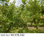 Apple-tree garden with eco-friendly fruits in the agricultural garden before the harvest harvest against the sky. Healthy fruits. Apple trees with unripe organic fruits in the garden on a sunny day. Стоковое фото, агентство Ingram Publishing / Фотобанк Лори