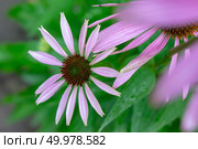 Echinacea purpurea in the summer garden, the medicinal plant is used in pharmacology or in decorative gardening. Flowering echinacea purpurea in the garden against the background of green grass. Стоковое фото, агентство Ingram Publishing / Фотобанк Лори