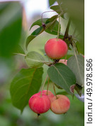 Organic red paradise apples on a green branch in a rural garden on a summer day. Healthy food. Rural garden with ripe paradise apples harvest time. Стоковое фото, агентство Ingram Publishing / Фотобанк Лори