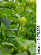 Organic Physalis. Branches with green berries, physalis in the summer garden. Branch with unripe physalis in the summer garden. Agricultural plant. Стоковое фото, агентство Ingram Publishing / Фотобанк Лори