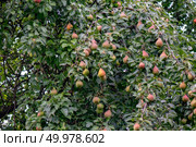 Orchard in the countryside. Pear tree with fruits. Growing organic, healthy food. Rural garden. Pear tree with lots of organic fruits. Стоковое фото, агентство Ingram Publishing / Фотобанк Лори
