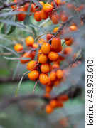Macro photo branch of ripe, appetizing sea buckthorn berries. The concept of ecologically clean healthy food. A bunch of juicy eco-friendly sea-buckthorn berries on a green branch in the garden. Macro photo. Стоковое фото, агентство Ingram Publishing / Фотобанк Лори