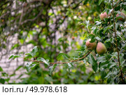 Eco-friendly products. unripe pears on a green branch in the farm garden. Growing Organic Food. A branch with unripe pears in a fruit summer garden. Healthy food. Стоковое фото, агентство Ingram Publishing / Фотобанк Лори
