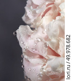 Macro photo of gently pink peony petals with transparent drops of dew on a dark background with copy space. Postcards. Close-up of a blooming bud of a pink peony with frequent drops of water on a dark background. Nature background. Стоковое фото, агентство Ingram Publishing / Фотобанк Лори