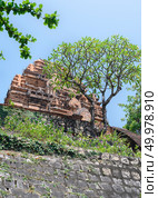 A tropical tree on the fortress wall on the background of ancient Po Nagar Cham Towers built in the 8th century in Nha Trang, Vietnam. Стоковое фото, фотограф Сергей Фролов / Фотобанк Лори