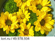 Beautiful floral summer background from various natural colorful organic flowers. Close-up blossoming composition.. Close-up of bouquet from yellow and green chamomiles in a bowl with water. Flowers blooming baskground. Стоковое фото, агентство Ingram Publishing / Фотобанк Лори